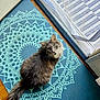 cat, gray_cat, fluffy, indoor, mat, patterned_mat, floor, wood_floor, door, sliding_door, curious, looking_up, tail, pet, domestic_cat, foot, toes, painted_toenails, home, cozy