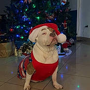 Noisette a rejoint le concours — aidez-le/la à gagner de superbes lots ! dog, bulldog, pet, santa_hat, christmas_tree, christmas_lights, ornament, holiday, festive, sweater, indoor, tiled_floor, decorations, portrait, cute, white_fur, seated, living_room, seasonal, unimpressed