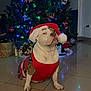 bulldog, christmas_lights, christmas_tree, cute, decorations, dog, festive, holiday, indoor, living_room, ornament, pet, portrait, santa_hat, seasonal, seated, sweater, tiled_floor, unimpressed, white_fur