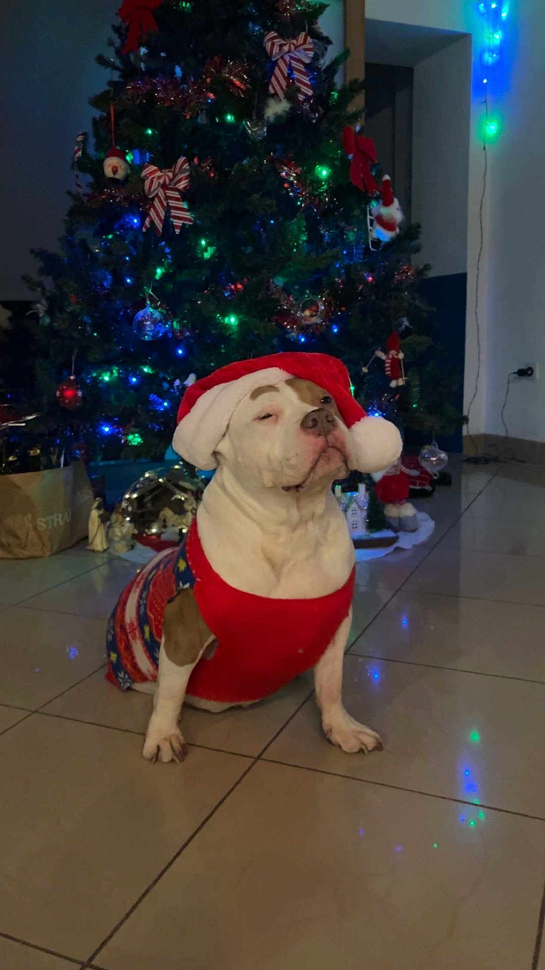 Noisette a rejoint le concours — aidez-le/la à gagner de superbes lots ! dog, bulldog, pet, santa_hat, christmas_tree, christmas_lights, ornament, holiday, festive, sweater, indoor, tiled_floor, decorations, portrait, cute, white_fur, seated, living_room, seasonal, unimpressed