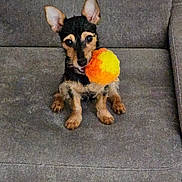 Lily participe au concours pour gagner de l'argent avec cette photo : animal, ball, companion, cute, dog, ears, fur, fuzzy_toy, gray_couch, indoor, looking_up, mouth, orange, pet, playful, puppy, sitting, small_dog, toy, yellow