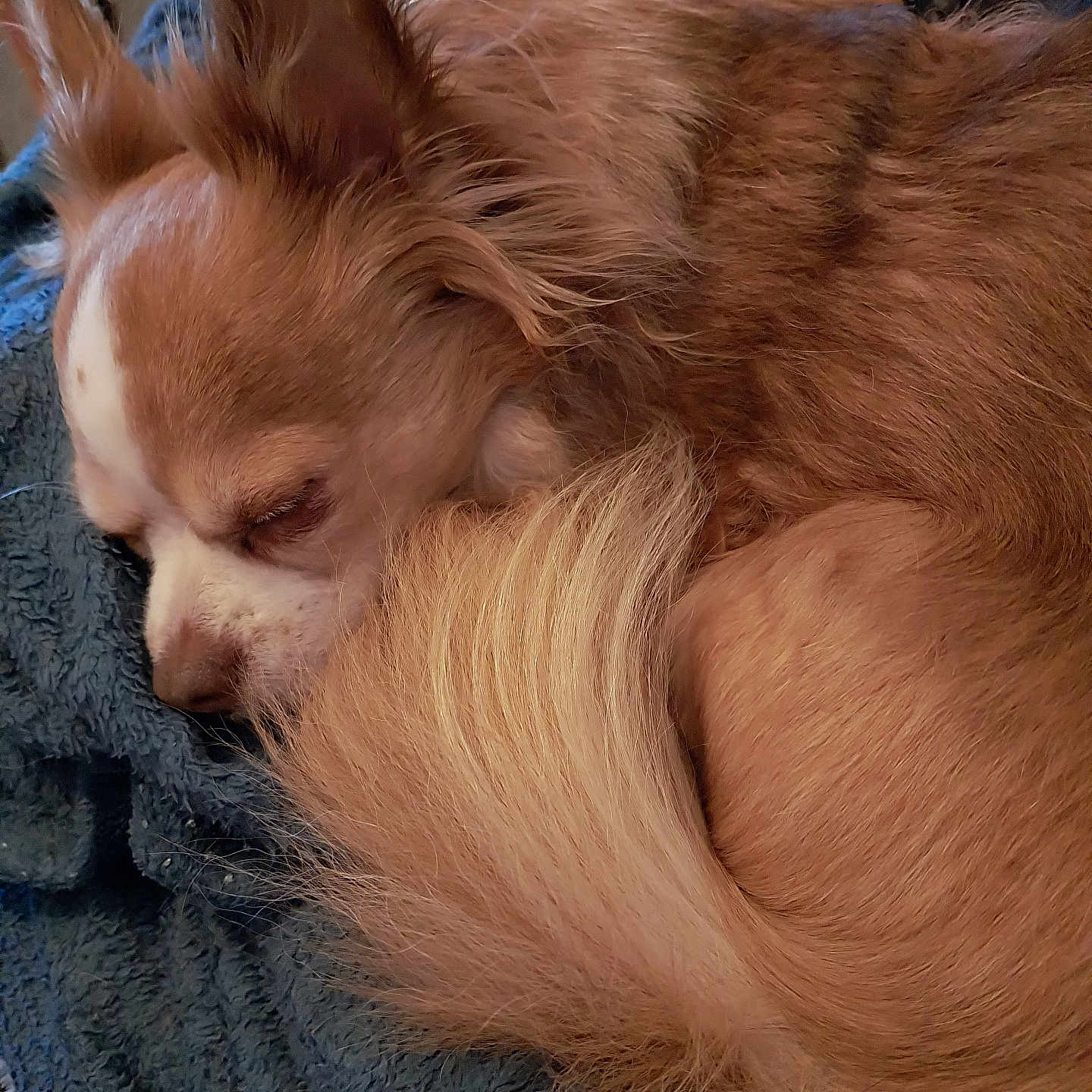 Weed a rejoint le concours — aidez-le/la à gagner de superbes lots ! animal, blanket, brown_fur, close_up, companion, cozy, curled_up, cute, dog, fluffy_tail, fur, indoors, mammal, peaceful, pet, relaxed, resting, sleeping, small_dog, snuggled