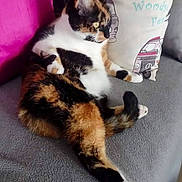 Griotte participe au concours pour gagner de l'argent avec cette photo : cat, calico, couch, pillow, colorful, indoor, pet, feline, relaxed, fur, animal, home, cozy, sitting, looking, soft, comfort, domestic, resting, cute