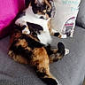 cat, calico, couch, pillow, colorful, indoor, pet, feline, relaxed, fur, animal, home, cozy, sitting, looking, soft, comfort, domestic, resting, cute