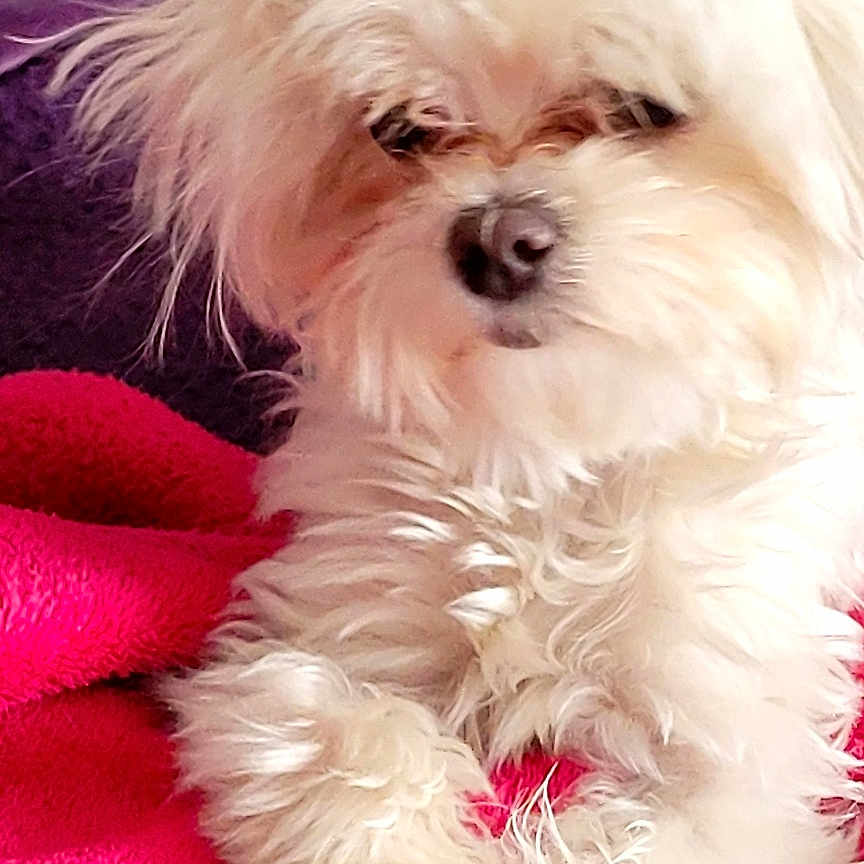 Yuzu a rejoint le concours — aidez-le/la à gagner de superbes lots ! dog, white_dog, fluffy, pet, indoor, blanket, purple, red, fur, cute, animal, relaxed, small_dog, portrait, companion, comfort, resting, cozy, closeup, furry