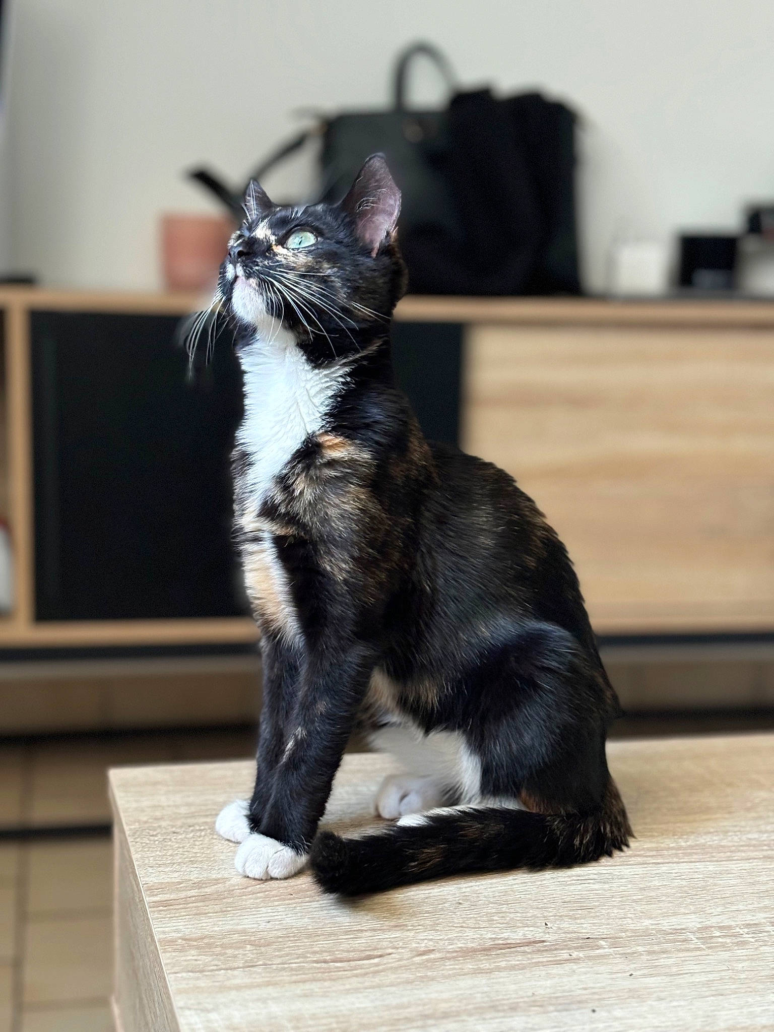 Filoute a rejoint le concours — aidez-le/la à gagner de superbes lots ! black_cat, canidae, carnivore, cat, claw, dog_breed, domestic_short_haired_cat, felidae, flooring, formal_wear, fur, hardwood, paw, plant, small_to_medium_sized_cats, sporting_group, tail, terrestrial_animal, whiskers, wood