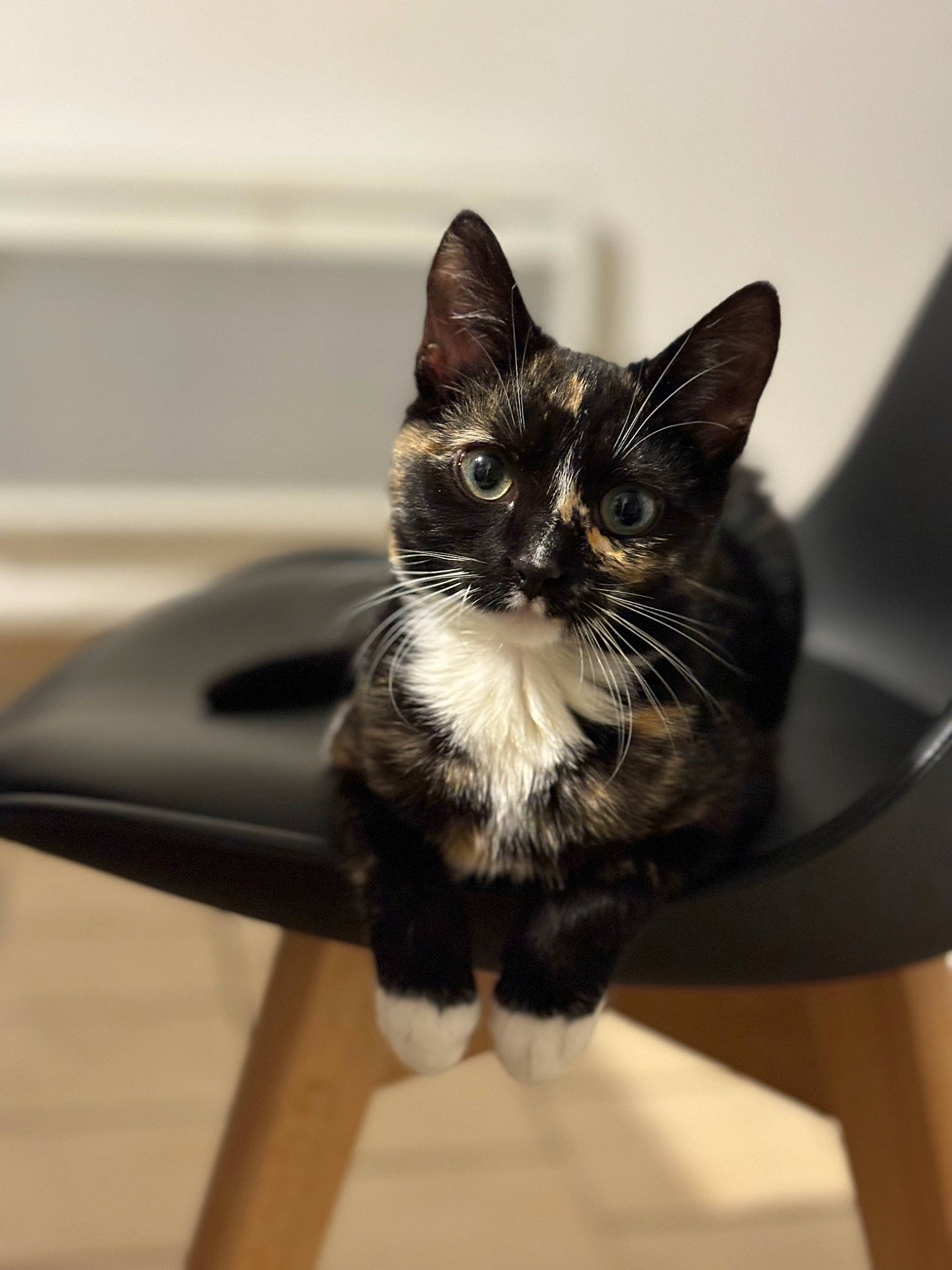 Filoute a rejoint le concours — aidez-le/la à gagner de superbes lots ! carnivore, cat, comfort, domestic_short_haired_cat, felidae, fur, monochrome, monochrome_photography, room, sitting, small_to_medium_sized_cats, snout, tail, whiskers, window, wood