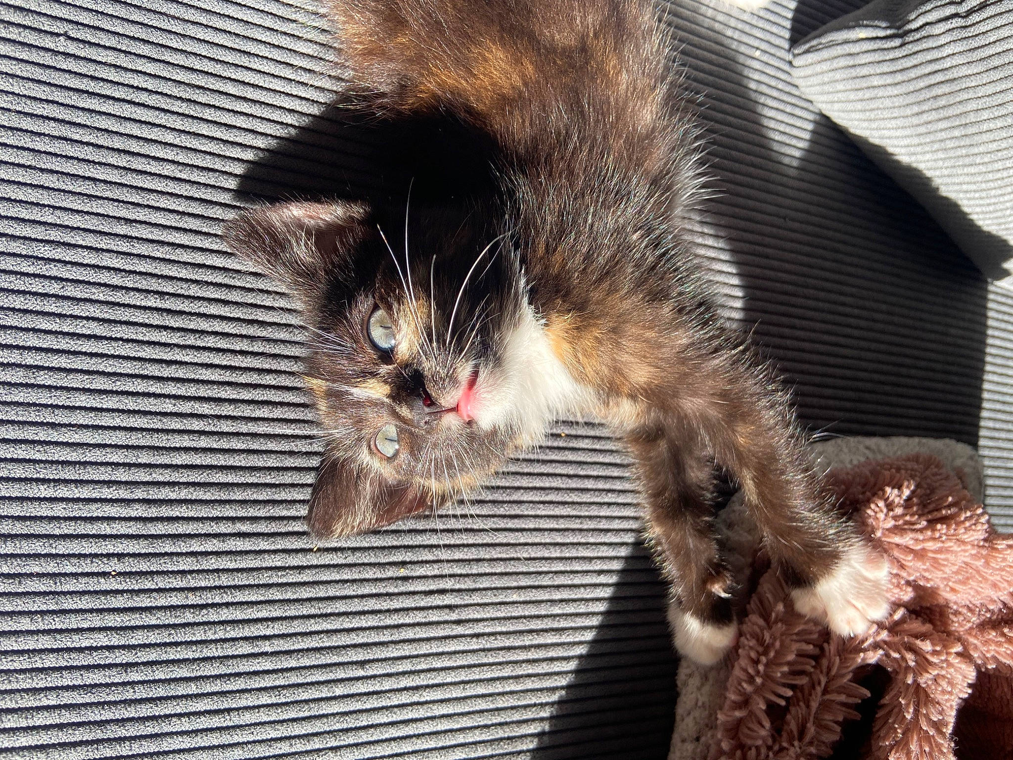 Filoute a rejoint le concours — aidez-le/la à gagner de superbes lots ! carnivore, cat, claw, domestic_short_haired_cat, felidae, fur, mammal, paw, small_to_medium_sized_cats, snout, tail, terrestrial_animal, whiskers, wildlife