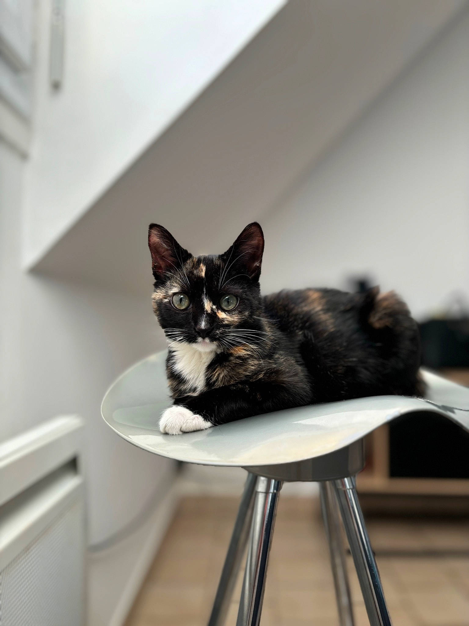 Filoute a rejoint le concours — aidez-le/la à gagner de superbes lots ! carnivore, cat, cat_supply, comfort, domestic_short_haired_cat, felidae, flooring, fur, grey, hardwood, porch, room, sitting, small_to_medium_sized_cats, snout, table, tail, whiskers, window, wood