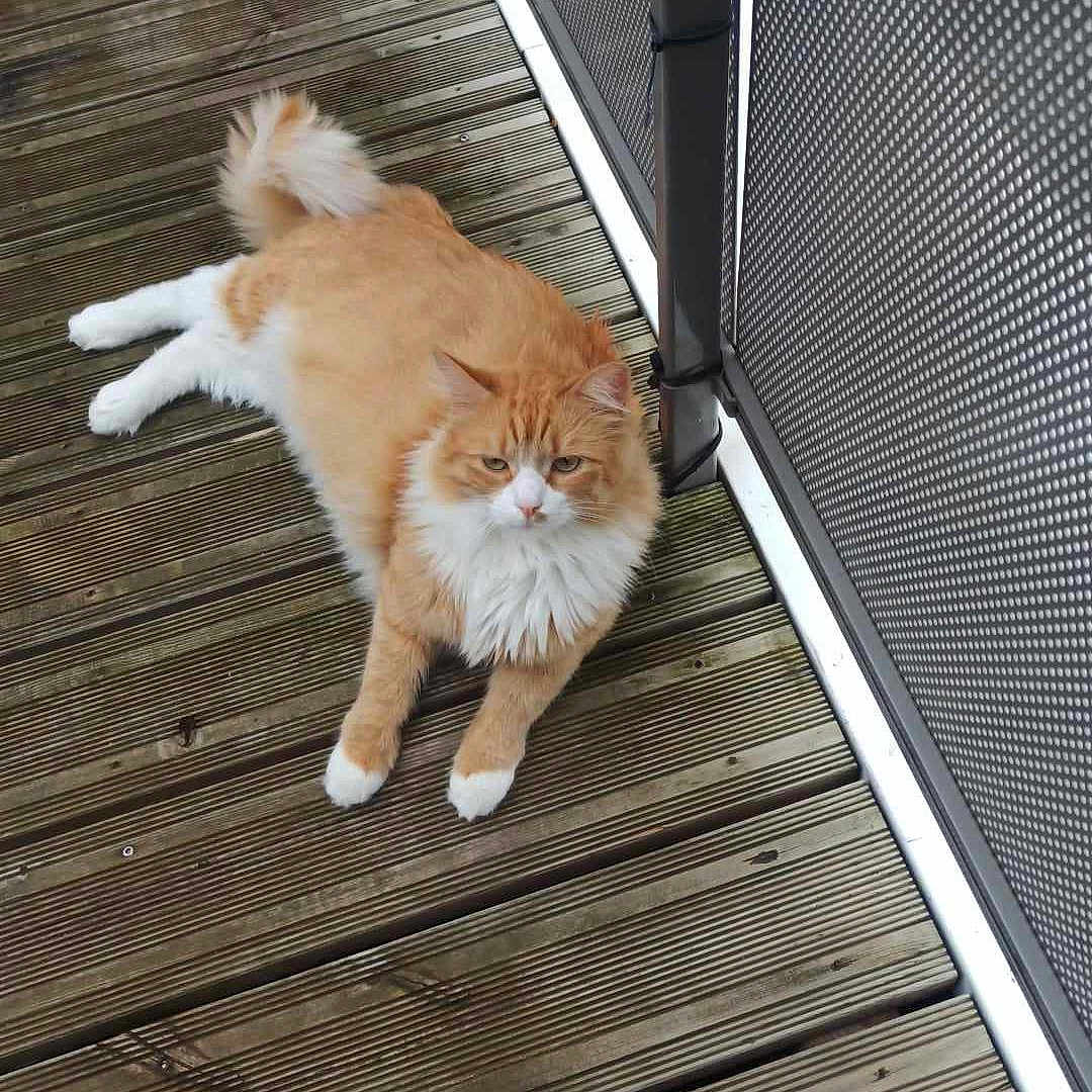 Simba a rejoint le concours — aidez-le/la à gagner de superbes lots ! accessories, animal, architecture, building, canine, cat, deck, den, hardwood, house, housing, indoors, interiordesign, kitten, pet, porch, strap, water, waterfront, wood