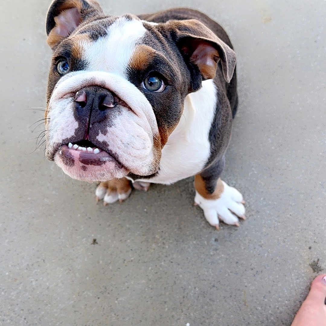 Rex joined the competition — help win amazing prizes! animal, barefoot, bodypart, bostonbull, boxer, bulldog, canine, dog, frenchbulldog, person, pet, pitbull, puppy, toe, whitedog