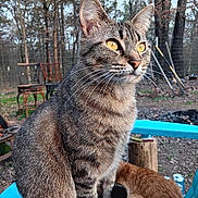 Billie Jean is registered to the contest to win money with this photo: cat, tabby_cat, orange_cat, outdoor, wooden_chair, trees, garden_tools, fence, animal, pet, sitting, fur, whiskers, nature, daylight, eyes, closeup, blue_paint, background, relaxed