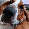 dog, basset_hound, close_up, nose, fur, brown, white, pet, animal, canine, face, whiskers, ears, snout, sleepy, cute, domestic_animal, muzzle, portrait, relaxed