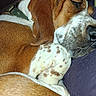 Bee is registered to the contest to win money with this photo: dog, sleeping, brown_fur, white_fur, spotted, close_up, pet, canine, resting, curled_up, collar, fur_texture, relaxed, animal, domestic, companion, cute, peaceful, indoors, nap