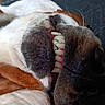 Bee is registered to the contest to win money with this photo: dog, teeth, close_up, smile, lying_down, fur, whiskers, snout, nose, brown, white, cozy, blanket, relaxing, pet, animal, cute, portrait, indoors, funny_expression