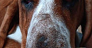 Bee is registered to the contest to win money with this photo: dog, close_up, brown_fur, white_fur, nose, face, pet, animal, ears, sleepy, relaxed, indoors, portrait, muzzle, whiskers, canine, fur_texture, expression, domestic_animal, companion