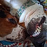 animal, brown_dog, canine, close_up, collar, cuddling, dogs, funny, indoor, lying_down, open_mouth, patterned_blanket, pet, short_hair, sleeping, snout, teeth, toothy_grin, two_dogs, white_dog
