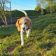 Belle a rejoint le concours — aidez-le/la à gagner de superbes lots ! dog, beagle, grass, outdoor, sunlight, nature, pet, animal, canine, greenery, blue_sky, daylight, walking, happy, playful, leash, ears, tail, field, summer