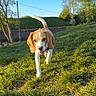 dog, beagle, grass, outdoor, sunlight, nature, pet, animal, canine, greenery, blue_sky, daylight, walking, happy, playful, leash, ears, tail, field, summer