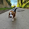 beagle, puppy, dog, walking, path, outdoor, nature, greenery, trees, sunlight, grass, stick, wall, leaves, canine, young_dog, forest, trail, pet, scenic