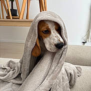 Volt a rejoint le concours — aidez-le/la à gagner de superbes lots ! beagle, blanket, brown, canine, comfort, couch, cozy, cute, dog, ears, face, furniture, home, indoor, pet, relaxed, resting, soft, white, wrapped