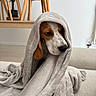 beagle, blanket, brown, canine, comfort, couch, cozy, cute, dog, ears, face, furniture, home, indoor, pet, relaxed, resting, soft, white, wrapped