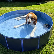 Volt participe au concours pour gagner de l'argent avec cette photo : dog, beagle, pool, water, grass, outdoor, sunny, pet, canine, animal, relaxing, summer, blue_pool, camper_van, nature, daylight, paw, muzzle, ears, tongue