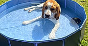 Volt participe au concours pour gagner de l'argent avec cette photo : animal, beagle, blue_pool, camper_van, canine, daylight, dog, ears, grass, muzzle, nature, outdoor, paw, pet, pool, relaxing, summer, sunny, tongue, water