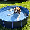 dog, beagle, pool, water, grass, outdoor, sunny, pet, canine, animal, relaxing, summer, blue_pool, camper_van, nature, daylight, paw, muzzle, ears, tongue