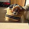 puppy, dog, bed, basket, sunlight, indoor, floor, toy, cozy, sleepy, knitted, brown, black, white, furniture, wood, pet_bed, relaxing, home, cute