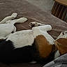 Volt participe au concours pour gagner de l'argent avec cette photo : animal, beagle, black, blanket, brown, comfort, cozy, dog, fur, furniture, home, indoor, paw, pet, relaxation, resting, sleeping, table, tricolor, white