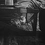 animal, black_and_white, blanket, calm, cat, cozy, domestic_animal, feline, floor, fur, furniture, indoor, pet, quiet, relaxing, resting, shadow, soft_light, texture, wooden_table