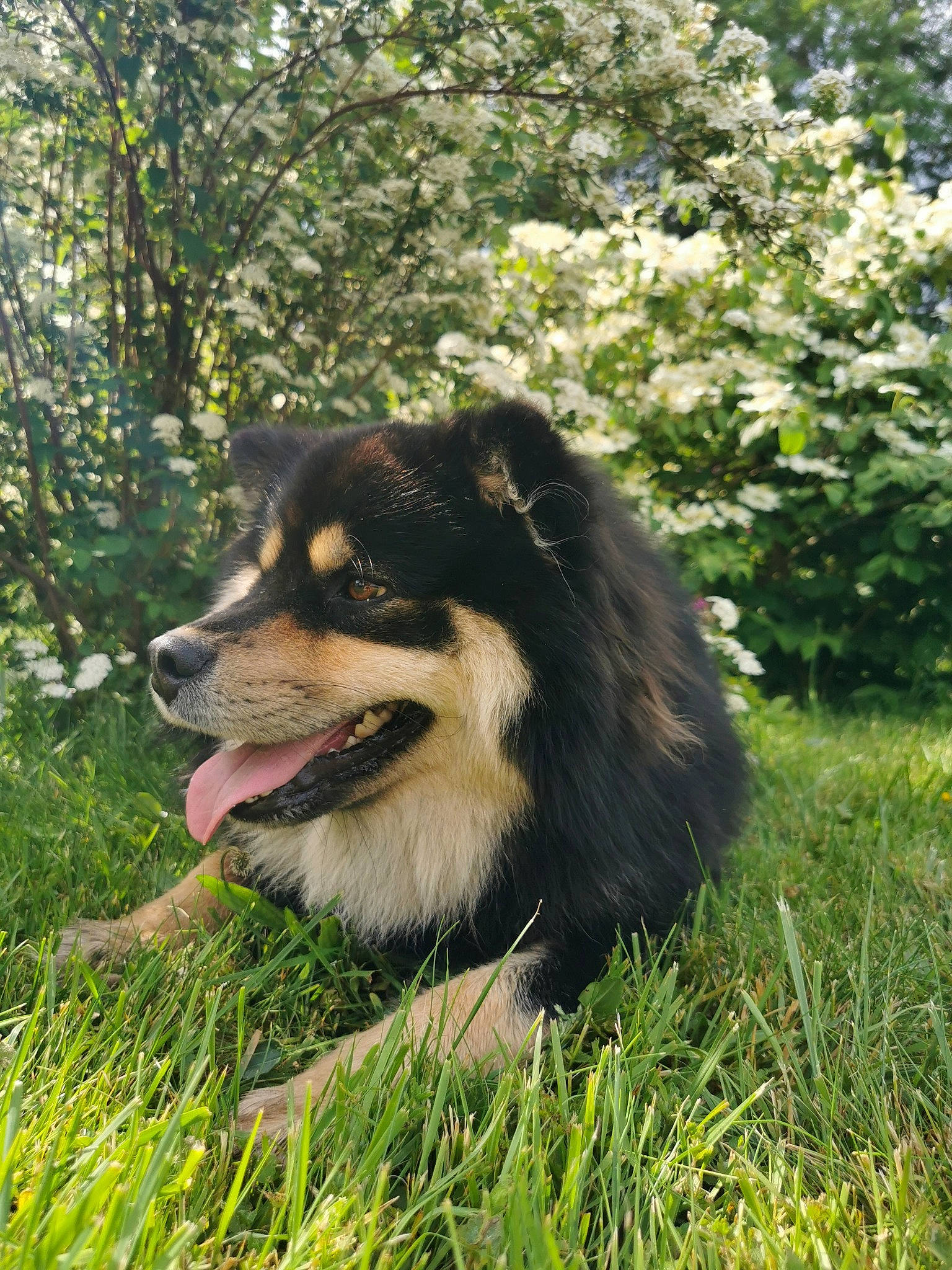 Didou a rejoint le concours — aidez-le/la à gagner de superbes lots ! ancient_dog_breeds, biting, canidae, carnivore, collie, companion_dog, dog, dog_breed, fur, grass, herding_dog, plant, snout, sporting_group, terrestrial_animal, tree, whiskers, working_animal, working_dog