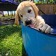 Arlo a rejoint le concours — aidez-le/la à gagner de superbes lots ! animal, blue_pool, cute, dog, fence, flowers, golden_retriever, grass, licking, nature, outdoor, paw, pet, playful, puppy, summer, sunny, trampoline, water, wet
