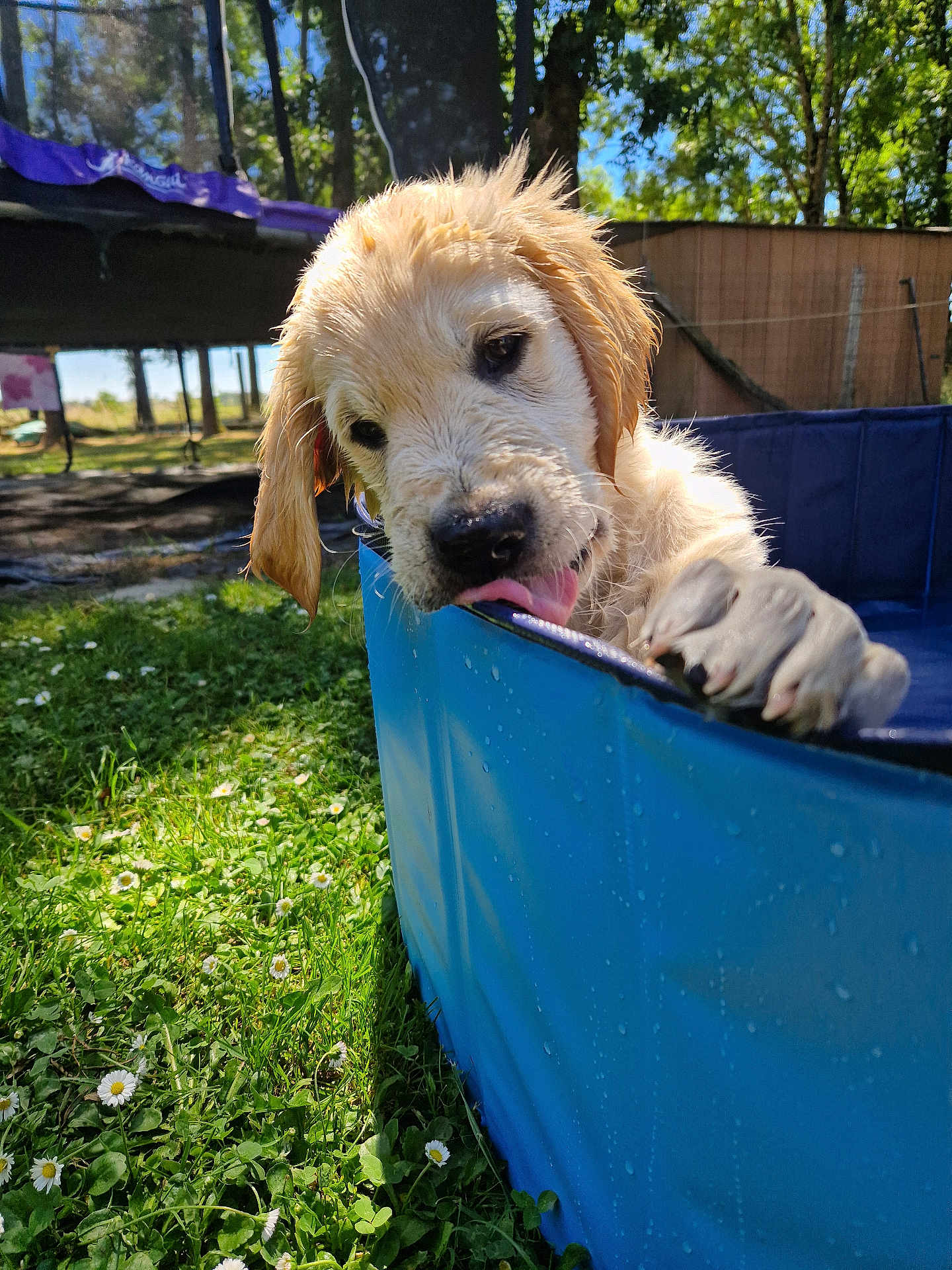 Arlo a rejoint le concours — aidez-le/la à gagner de superbes lots ! animal, blue_pool, cute, dog, fence, flowers, golden_retriever, grass, licking, nature, outdoor, paw, pet, playful, puppy, summer, sunny, trampoline, water, wet