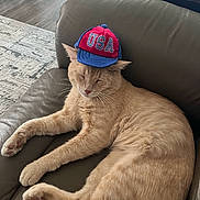 Pinky is registered to the contest to win money with this photo: cat, ginger_cat, pet, animal, indoor, couch, leather, hat, cap, usa, sleeping, relaxed, fur, whiskers, paw, living_room, floor, table, coaster, home