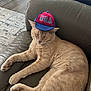 cat, ginger_cat, pet, animal, indoor, couch, leather, hat, cap, usa, sleeping, relaxed, fur, whiskers, paw, living_room, floor, table, coaster, home
