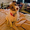 Luna is registered to the contest to win money with this photo: bed, blanket, chair, collar, cozy, curious, decor, dog, floor, fur, furniture, head_tilt, home, indoor, lamp, pet, poppy, puppy, relaxed, window