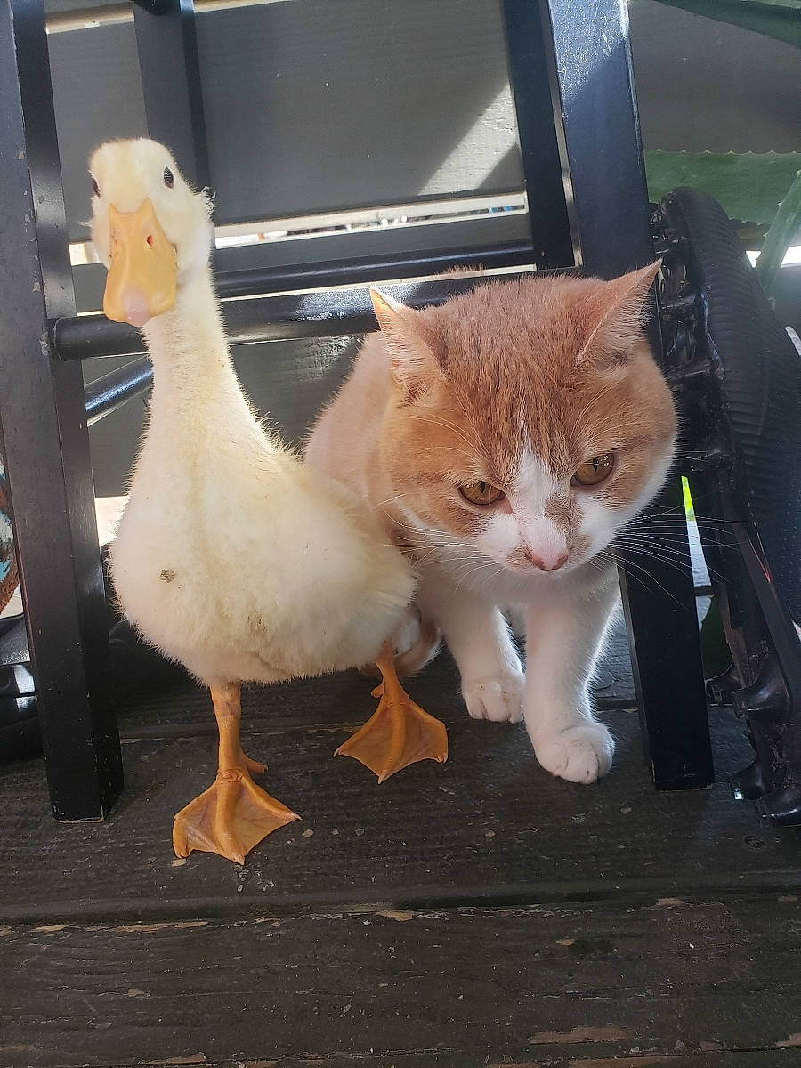 Simba is registered to the contest to win money with this photo: _geese_and_swans, beak, bird, carnivore, cat, domestic_short_haired_cat, ducks, fawn, felidae, fur, mammal, poultry, small_to_medium_sized_cats, snout, tail, terrestrial_animal, vertebrate, waterfowl, whiskers, window