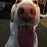Gigi is registered to the contest to win money with this photo: dog, close_up, tongue_out, nose, indoor, carpet, pet, canine, happy, animal, fur, ears, floor, collar, whiskers, brown, white, playful, cute, household