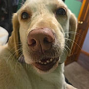 Gigi is registered to the contest to win money with this photo: dog, close_up, indoor, canine, light_fur, nose, pet, animal, smile, whiskers, ears, mouth, teeth, collar, blurred_background, door, wall, portrait, friendly, companion