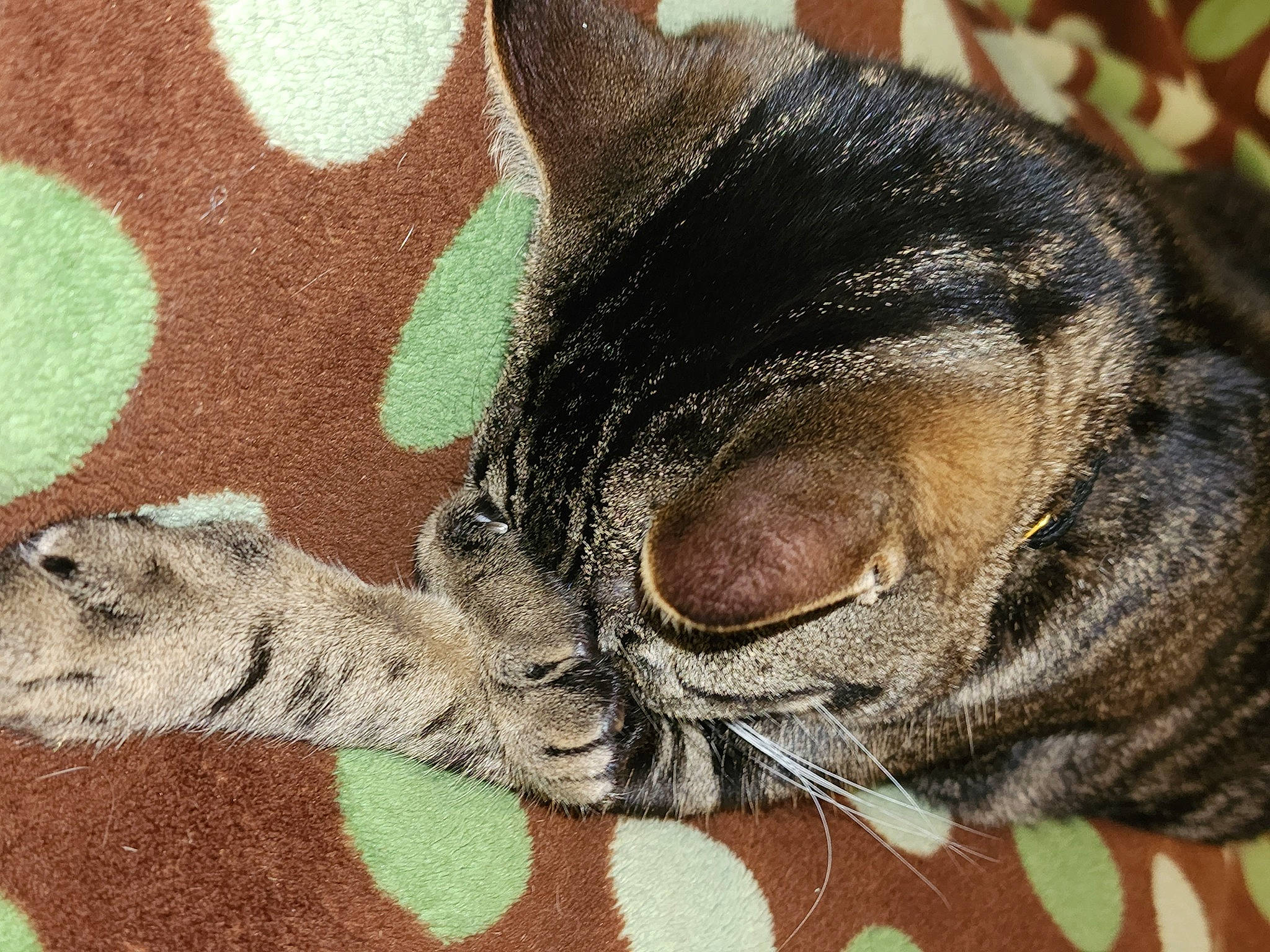 Lexi joined the competition — help win amazing prizes! carnivore, comfort, dog, dog_breed, ear, eye, fawn, felidae, foot, fur, head, human_body, leg, liver, paw, small_to_medium_sized_cats, snout, tail, terrestrial_animal, whiskers