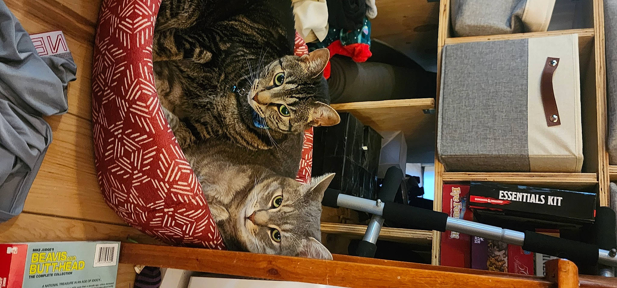 Lexi joined the competition — help win amazing prizes! bookcase, carnivore, cat, domestic_short_haired_cat, felidae, fur, hat, room, shelf, small_to_medium_sized_cats, tail, tree, whiskers, wood