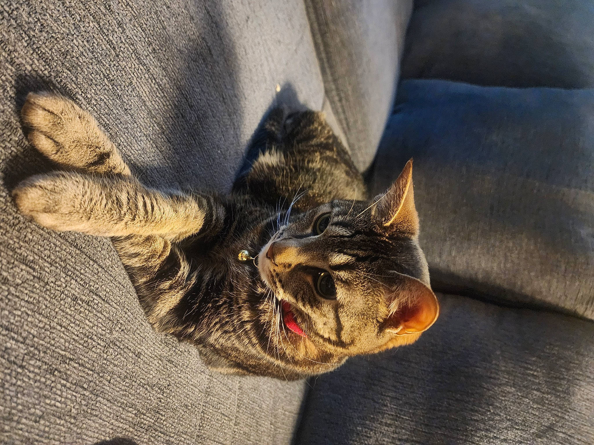 Lexi is registered to the contest to win money with this photo: black_cat, carnivore, cat, claw, comfort, domestic_short_haired_cat, eye, felidae, foot, fur, grey, human_body, human_leg, paw, small_to_medium_sized_cats, snout, tail, tree, whiskers, wood