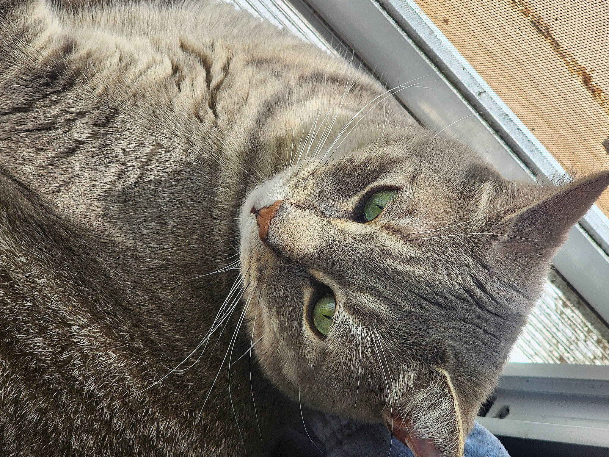 Oliver joined the competition — help win amazing prizes! carnivore, cat, domestic_short_haired_cat, felidae, fur, small_to_medium_sized_cats, snout, terrestrial_animal, whiskers, window