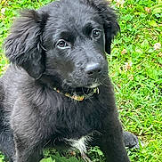 Daisy is registered to the contest to win money with this photo: puppy, dog, black_fur, grass, outdoor, pet, young_animal, collar, cute, animal, nature, leaf, playful, canine, mammal, closeup, adorable, fur, eyes, sitting
