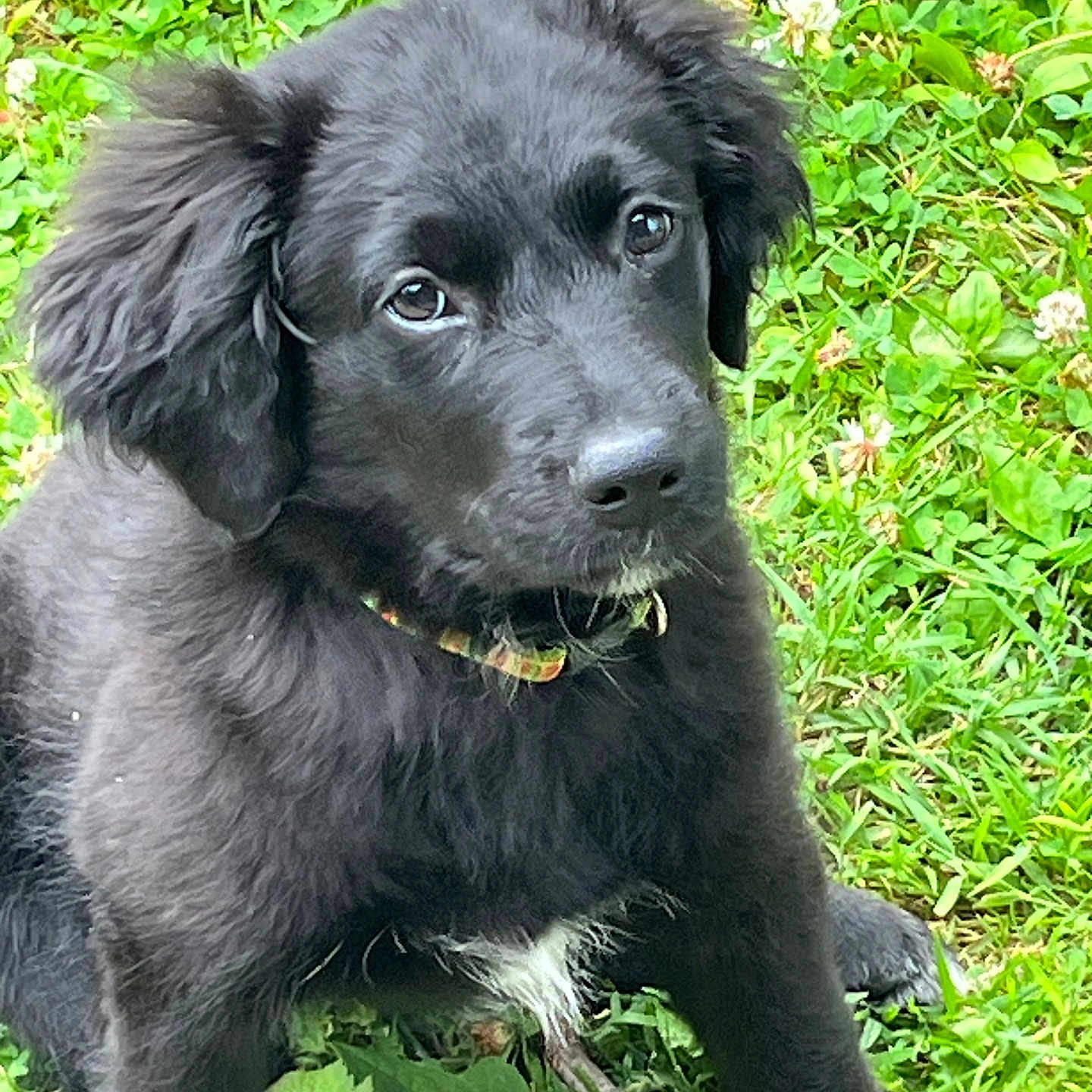 Daisy is registered to the contest to win money with this photo: puppy, dog, black_fur, grass, outdoor, pet, young_animal, collar, cute, animal, nature, leaf, playful, canine, mammal, closeup, adorable, fur, eyes, sitting