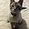Mila is registered to the contest to win money with this photo: kitten, cat, pet, animal, feline, collar, bell, bedspread, indoor, cute, young, sitting, whiskers, ears, eyes, fur, curious, small, adorable, portrait