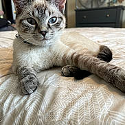 Mila joined the competition — help win amazing prizes! cat, blue_eyes, tabby, bed, bedspread, paw, stretching, indoor, feline, pet, fur, whiskers, ears, collar, resting, closeup, domestic_animal, cute, animal, comfort