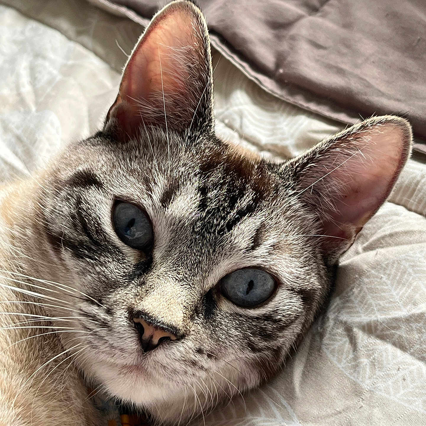 Mila joined the competition — help win amazing prizes! cat, blue_eyes, close_up, fur, whiskers, ear, nose, pet, animal, resting, indoor, blanket, quilt, soft_texture, striped_fur, face, portrait, cute, domestic_cat, relaxed
